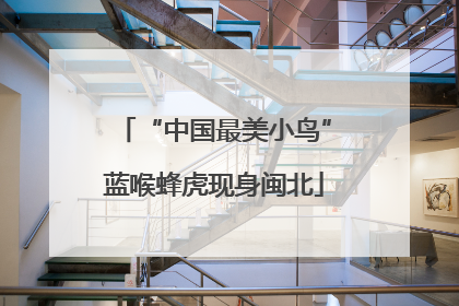 “中国最美小鸟”蓝喉蜂虎现身闽北