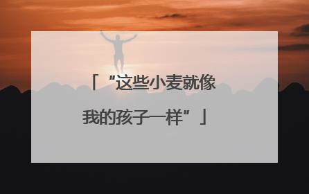 “这些小麦就像我的孩子一样”