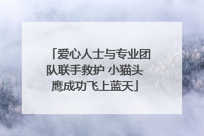 爱心人士与专业团队联手救护 小猫头鹰成功飞上蓝天