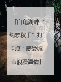 白龟湖畔“绮梦秋千”打卡点：感受城市浪漫温情