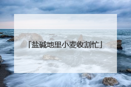 盐碱地里小麦收割忙