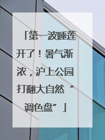 第一波睡莲开了！暑气渐浓，沪上公园打翻大自然“调色盘”
