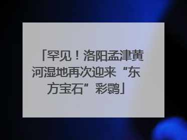 罕见！洛阳孟津黄河湿地再次迎来“东方宝石”彩鹮