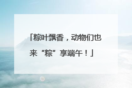 粽叶飘香，动物们也来“粽”享端午！