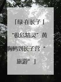 绿·在长子丨“极危精灵”黄胸鹀到长子营“旅游”