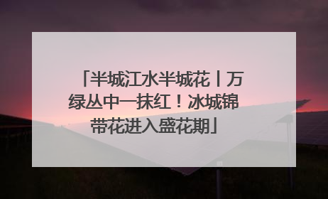 半城江水半城花丨万绿丛中一抹红！冰城锦带花进入盛花期