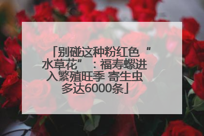 别碰这种粉红色“水草花”：福寿螺进入繁殖旺季 寄生虫多达6000条