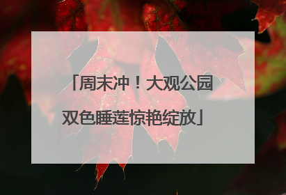 周末冲！大观公园双色睡莲惊艳绽放