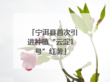 宁洱县首次引进种植“云淀1号”红薯