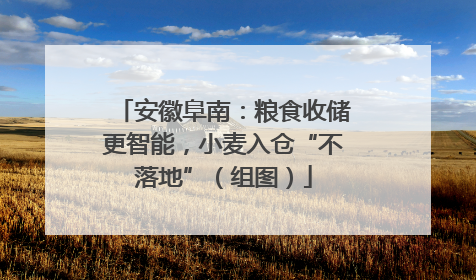 安徽阜南：粮食收储更智能，小麦入仓“不落地”（组图）