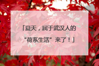 夏天，属于武汉人的“荷系生活”来了！