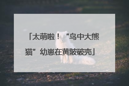 太萌啦！“鸟中大熊猫”幼崽在黄陂破壳