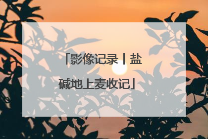 影像记录丨盐碱地上麦收记