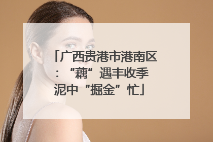 广西贵港市港南区：“藕”遇丰收季 泥中“掘金”忙