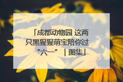 成都动物园 这两只黑猩猩萌宝陪你过“六一”｜图集