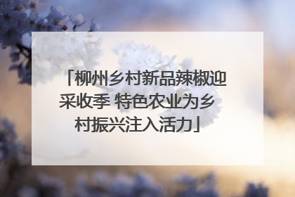 柳州乡村新品辣椒迎采收季 特色农业为乡村振兴注入活力