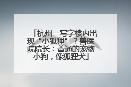 杭州一写字楼内出现“小狐狸”？兽医院院长：普通的宠物小狗，像狐狸犬