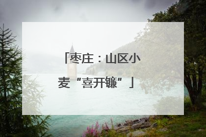 枣庄：山区小麦“喜开镰”
