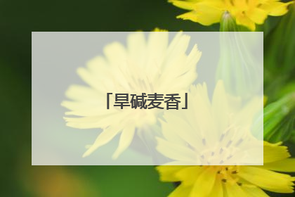 旱碱麦香
