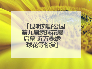 昆明郊野公园第九届绣球花展启幕 近万株绣球花等你赏