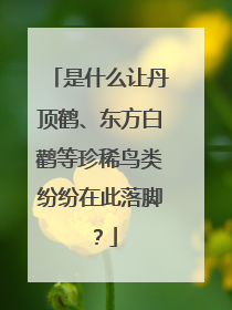 是什么让丹顶鹤、东方白鹳等珍稀鸟类纷纷在此落脚？