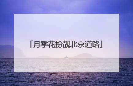 月季花扮靓北京道路