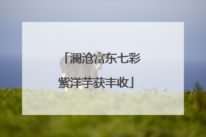 澜沧富东七彩紫洋芋获丰收