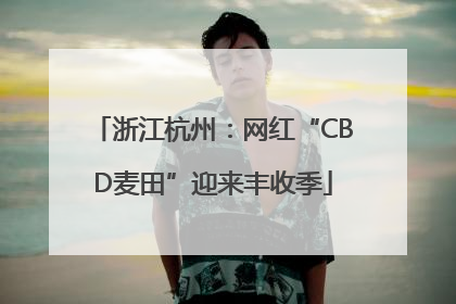 浙江杭州：网红“CBD麦田”迎来丰收季