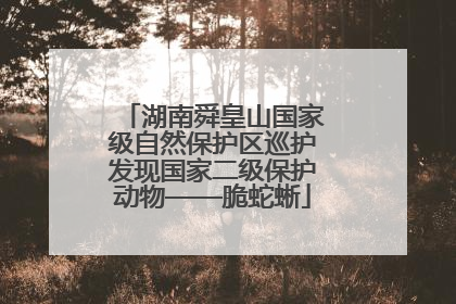 湖南舜皇山国家级自然保护区巡护发现国家二级保护动物——脆蛇蜥