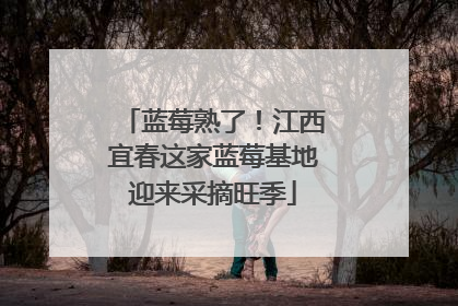 蓝莓熟了！江西宜春这家蓝莓基地迎来采摘旺季