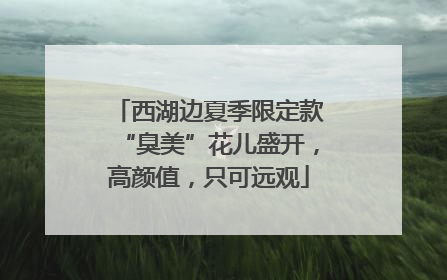 西湖边夏季限定款“臭美”花儿盛开，高颜值，只可远观
