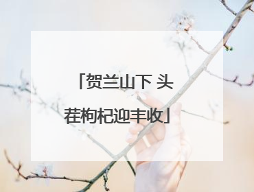 贺兰山下 头茬枸杞迎丰收
