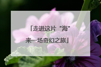 走进这片“海”来一场奇幻之旅
