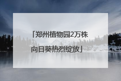 郑州植物园2万株向日葵热烈绽放